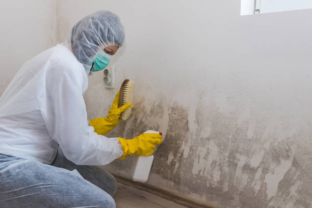 Asbestos and Lead Testing During Mold Inspection in Lexington, MI